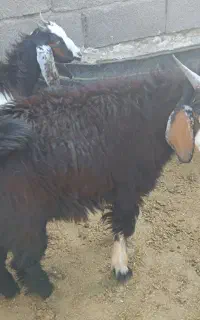 بزغاله نازار چاق باب کشت نر