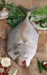 فروش انواع محصولات دریایی جنوب