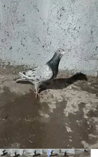 سار کرمونی
