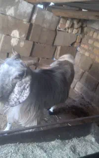 بز چاق