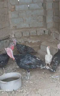 چهار عدد بوقلمو دوتا مرغ تخمگذار