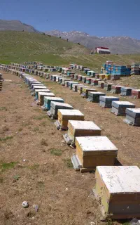 نگهبان برای زنبورستان