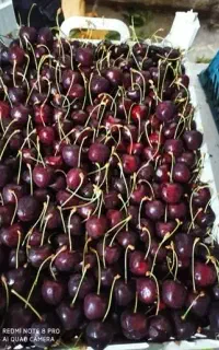 گیلاس کرتی