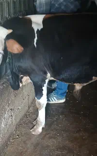 فروش دو گاو نر