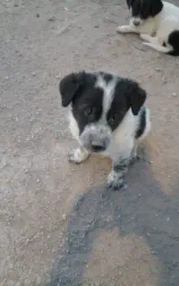 تو له سگ