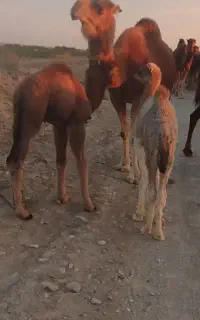 شتر