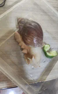 حلزون