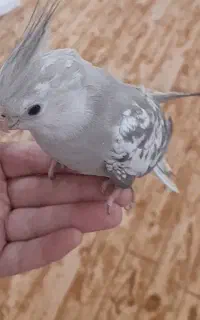 عروس هلندی ماده