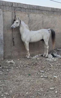اسب نریان