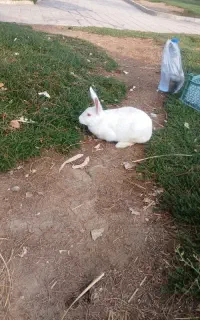 خرگوش