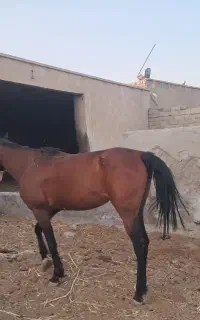 اسب نژاد کرد