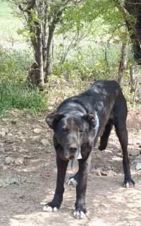 سگ سرابی اصل