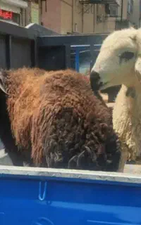 ذبح گوسفند شرعی و اسلامی قصاب در محل