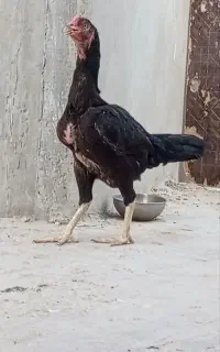 پرنده مرغ