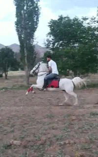 فروش اسب مادیان