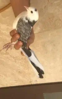 جوجه کبوتر رفته