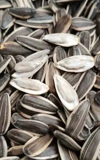 تخمه افتابگردان