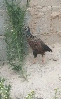 جوجه گلین و ویاندوت