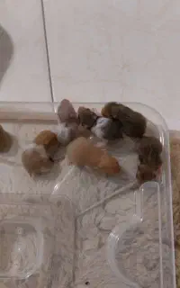 همستر