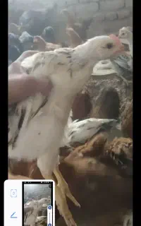 جوجه محلی