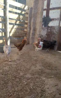 مرغ لاری جوان وتخمی
