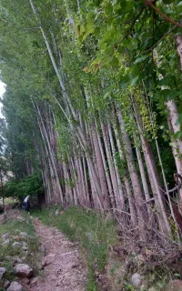 خریدار انوع چوب ودرخت