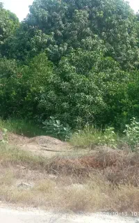 نهال‌انبه