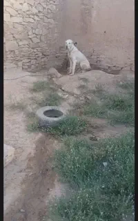 واگزاری یامعاوضع