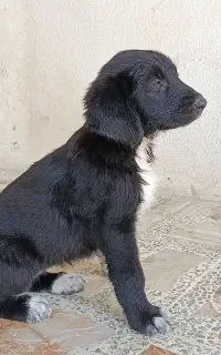 سگ سرابی اصیل