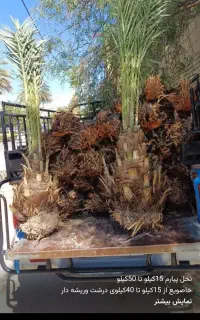 فروش نخل درجه یک
