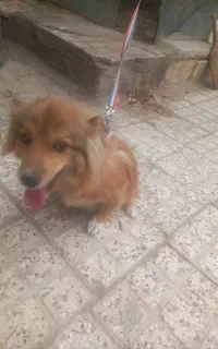 سگ پاکوتاه