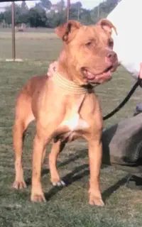 سگ پیتبول وارداتی