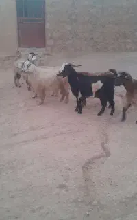 بز داشتی