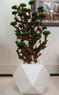 درخت جاودان