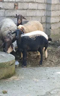 گوسفند بره ماده