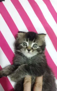 واکذاری کربه