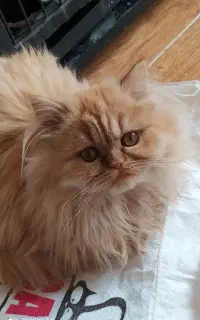 توله پرشین اصیل