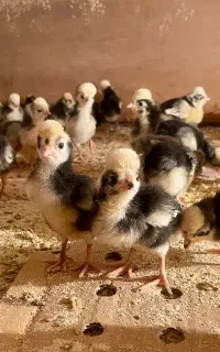 فروش ویژه جوجه یکروزه تا یک ماهه