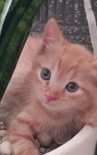 میکس اسکاتیش راشن