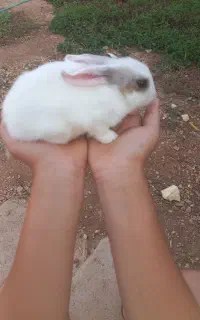 خرگوش