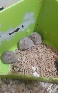 همسترکمپل بامزه