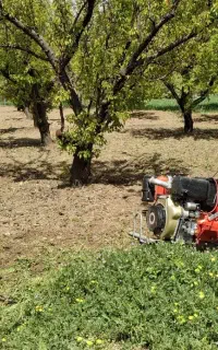 سلام کار  باعلف زن وتیلر