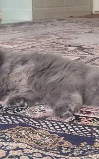 فروش گربه خانگی