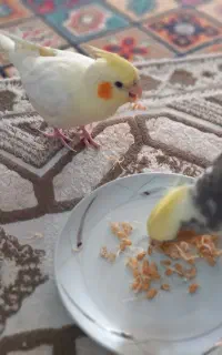 پرنده