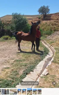 اسب کهر نریان