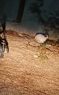 خرگوش نر