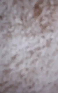 برنج سالم پاک پاک