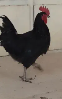 خروس سیاه استرالوپ