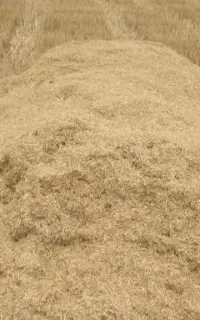 فروش کاه گندم  جو ذرت
