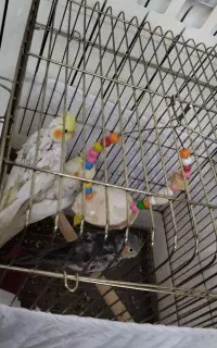 عروس هلندی 1ونیم ماهه 3تا